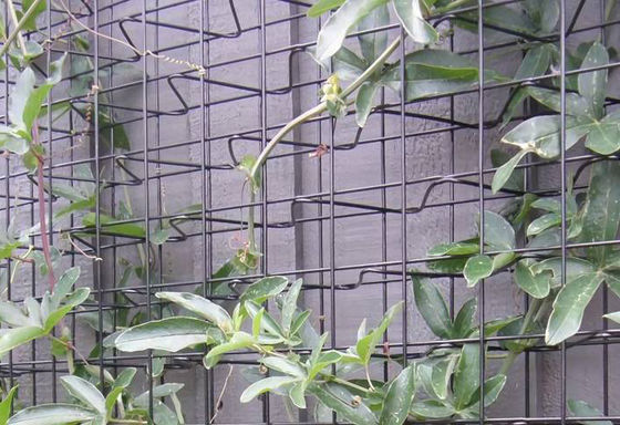 तीन आयामी 3" × 3" जाली खोलने कार्बन स्टील तार चढ़ाई Trellis जाली