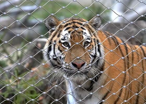 स्टेनलेस स्टील रस्सी जाल चिड़ियाघर की बाड़ लगाना